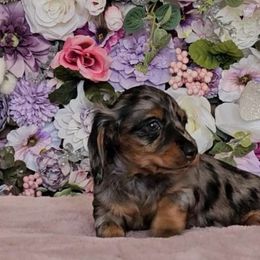 Girl 1 - Dapple Dachshund puppy in Georgetown, Texas from TopShelf Dachshunds