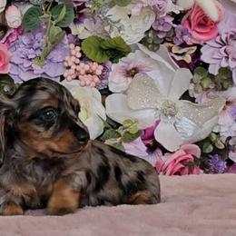 Girl 1 - Dapple Dachshund puppy in Georgetown, Texas from TopShelf Dachshunds