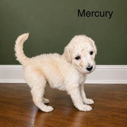 Mercury - White female Poodle puppy in Greenwich, New York from MizzElle’s Standard Poodles