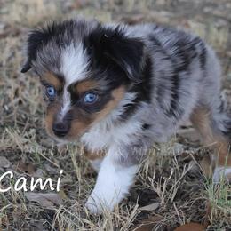 Cami - Blue merle female Toy Australian Shepherd puppy in Godley, Texas from Flying H Toy and Mini Aussies