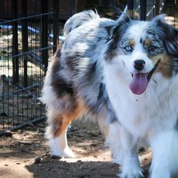 Aussiedoodles and Australian Shepherds from WTX Aussies & Doodles