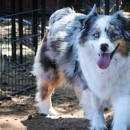 Aussiedoodles and Australian Shepherds from WTX Aussies & Doodles