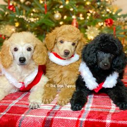 Cavalier King Charles Spaniel, Cavapoo, and Poodle Puppies from Red Skye Puppies
