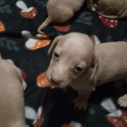 Boys 5 - Cream male Dachshund puppy in Edinburg, Virginia from Hunter Lane Dachshunds