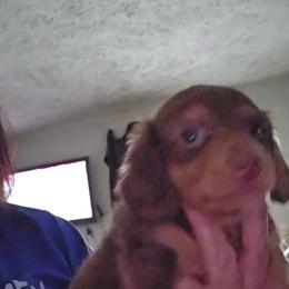 B3 - Chocolate and tan male Dachshund puppy in Lansing, Michigan from Black Thunder 517 Dachshunds and frenchies