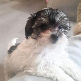 Paris (toy breed) - Parti female Maltipoo puppy in Belleville, Michigan from Michigan Maltese Puppies