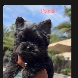 Frankie - Black and tan female Yorkshire Terrier puppy in Patterson, California from Luxe Yorkies of Central Valley