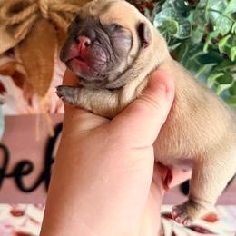 Tito - Fawn male French Bulldog puppy in Washington, Pennsylvania from Crooked Pine French Bulldogs