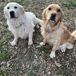 Golden Retriever puppies from Columbia Ridge Goldens