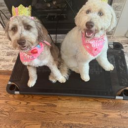 Aussiedoodle and Bernedoodle Puppies from LolliPop Farms