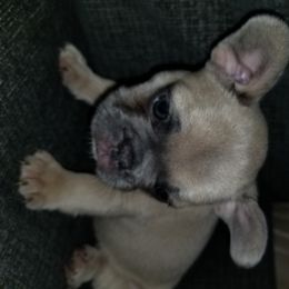 French Bulldog Puppies from Rock Island Frenchies of Texas
