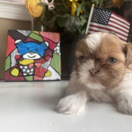 Boy 5 Little Ralp 💙🌟 - Shih Tzu puppy from "Shihtzu Best Friend"