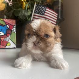 Boy 5 Little Ralp 💙🌟 - Shih Tzu puppy from "Shihtzu Best Friend"
