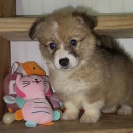 Purple AKC has TAIL FLUFFY - Red female Pembroke Welsh Corgi puppy in Summerfield, Florida from Promise Land Farm