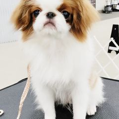 Japanese Chins from Kimiko Chin AKC Breeder of Merit