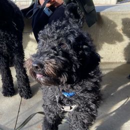 Kai’loh - Goldendoodle