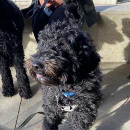 Kai’loh - Goldendoodle