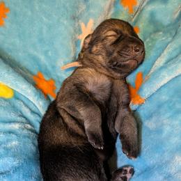 Girl 3 - Black and silver female Shiloh Shepherd puppy in Jackson Township, New Jersey from Divine Shilohs