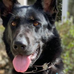German Shepherds and Labrador Retrievers from DogSmith Purebreds