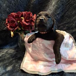 Twilight - Black female Labrador Retriever puppy in Bemidji, Minnesota from Northern Star Elite Quality Labrador Retrievers