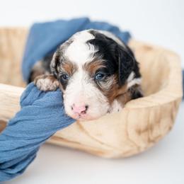 Calvin - Merle male Bernedoodle puppy in Lititz, Pennsylvania from Sleepy Hollow Acres
