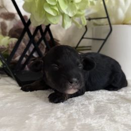 Aussiedoodle, Bernedoodle, Goldendoodle, and Poodle Puppies from Vallevistadoodles