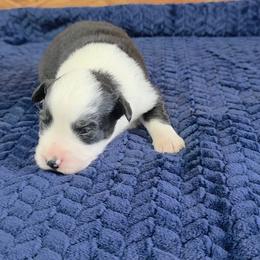 Vivian - Black tri female Toy Australian Shepherd puppy in Leonard, Texas from Tin Roof Aussies