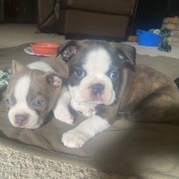 Boston Terrier Puppies from Boston Kup Breeders