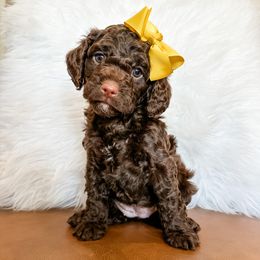 Girl 1 - Cavapoo puppy in Pleasant Grove, Utah from Destination Doodles