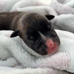 Zenobia - Brindle female Boxer puppy in Briggs, Texas from Dark Horse Boxers