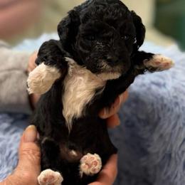 Dunkin - Silver male Poodle puppy in Sarasota, Florida from Paradise Poodles