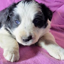 Stevie - Black and white female Border Collie puppy in Custer, South Dakota from Pinpoint Border Collies
