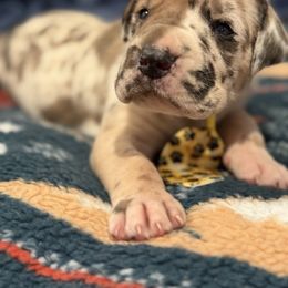Perry - Harlequin male Great Dane puppy in Hutchinson, Kansas from Dappled Danes
