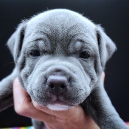 Pistachio - Blue female Staffordshire Bull Terrier puppy in Dallas, Texas from Wild Blue Staffords