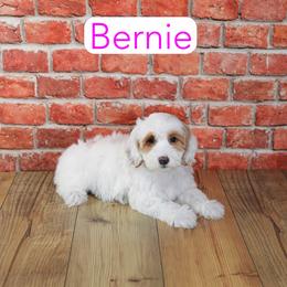 Bernie - Apricot female Goldendoodle puppy in Calhoun, Georgia from Happy Top Doodles