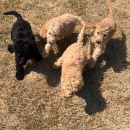 Goldendoodle Puppies from Head Over Doodles