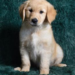 Peeps (Purple Collar Girl) - Dark golden female Golden Retriever puppy in Peoria, Arizona from Dani’s Dawgs