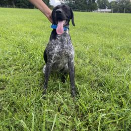Diamond - German Shorthaired Pointer