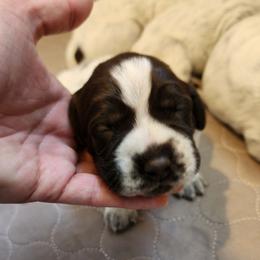 Boy 2 - Brown and gray male Wirehaired Pointing Griffon puppy in Emmett, Idaho from Idaho Wirehaired Pointing Griffons