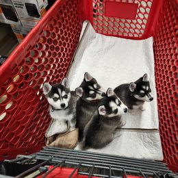 Alaskan Klee Kai and Labrador Retriever Puppies from Family Friendly Labradors & Klee Kai