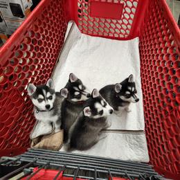 Alaskan Klee Kai and Labrador Retriever Puppies from Family Friendly Labradors & Klee Kai