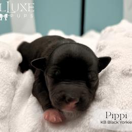 Pippi - Black and tan female Yorkshire Terrier puppy in Scottsdale, Arizona from Lil Luxe Pups