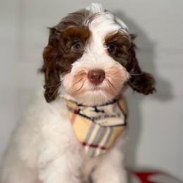 Pictionary Chocolate Parti Tri - Tri-color female Australian Labradoodle puppy in Beecher, Illinois from Erica’s Doodles