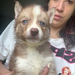 Ginny Weasley - Sable and white female Siberian Husky puppy in Jasper, Alabama from Sophia's Siberian Huskies