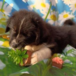 Sterling (green) - Black tri-color male Australian Shepherd puppy in Okeechobee, Florida from Rothsolid Puppies
