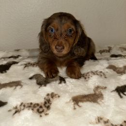 Green collar - Dapple male Dachshund puppy in Turlock, California from Vibrant Dachshunds