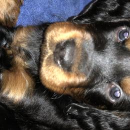 Girl 1 - Gordon Setter puppy in North Carolina from Hopper Grass Gordon Setters