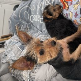 Morkies and Yorkshire Terriers from Kashari Buggs