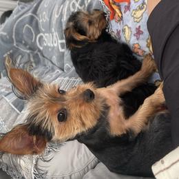 Morkies and Yorkshire Terriers from Kashari Buggs