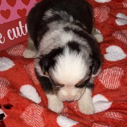 Darkest blue merle - Blue merle female Miniature Australian Shepherd puppy in Graham, North Carolina from Thompson Farm Mini Aussies